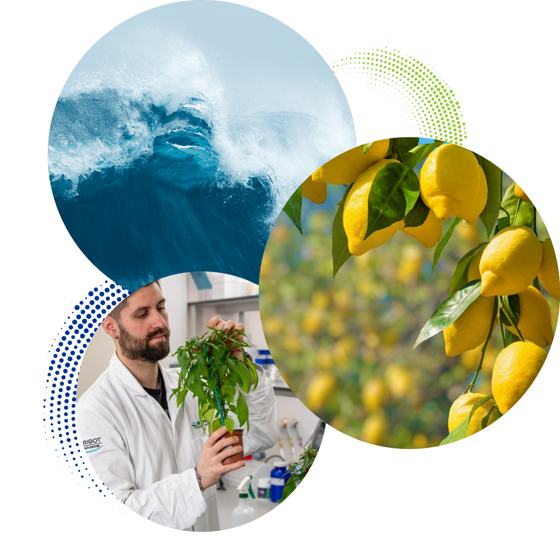 Three circles, one with a wave, one with a crop of lemons on a tree and one of a scientist looking at a plant