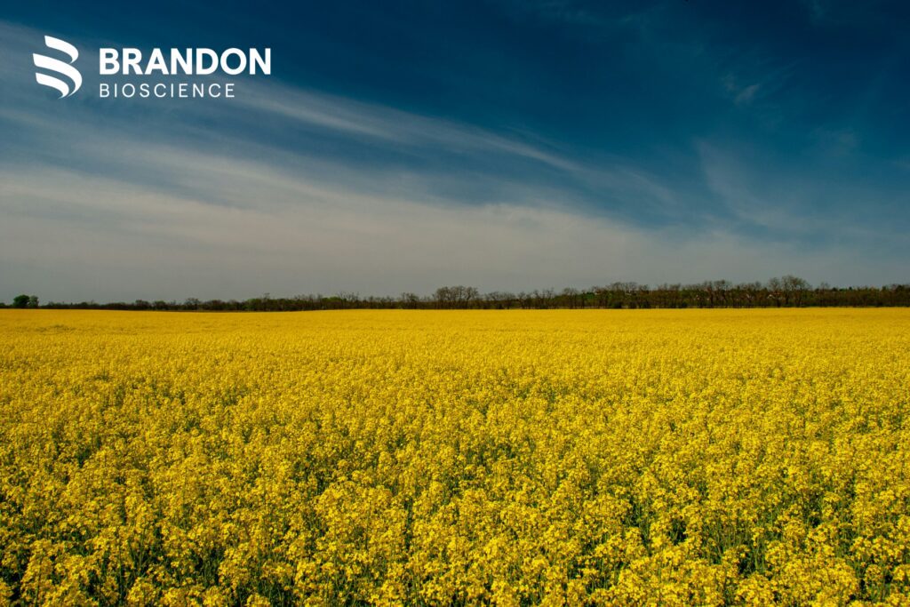 Oilseed rape