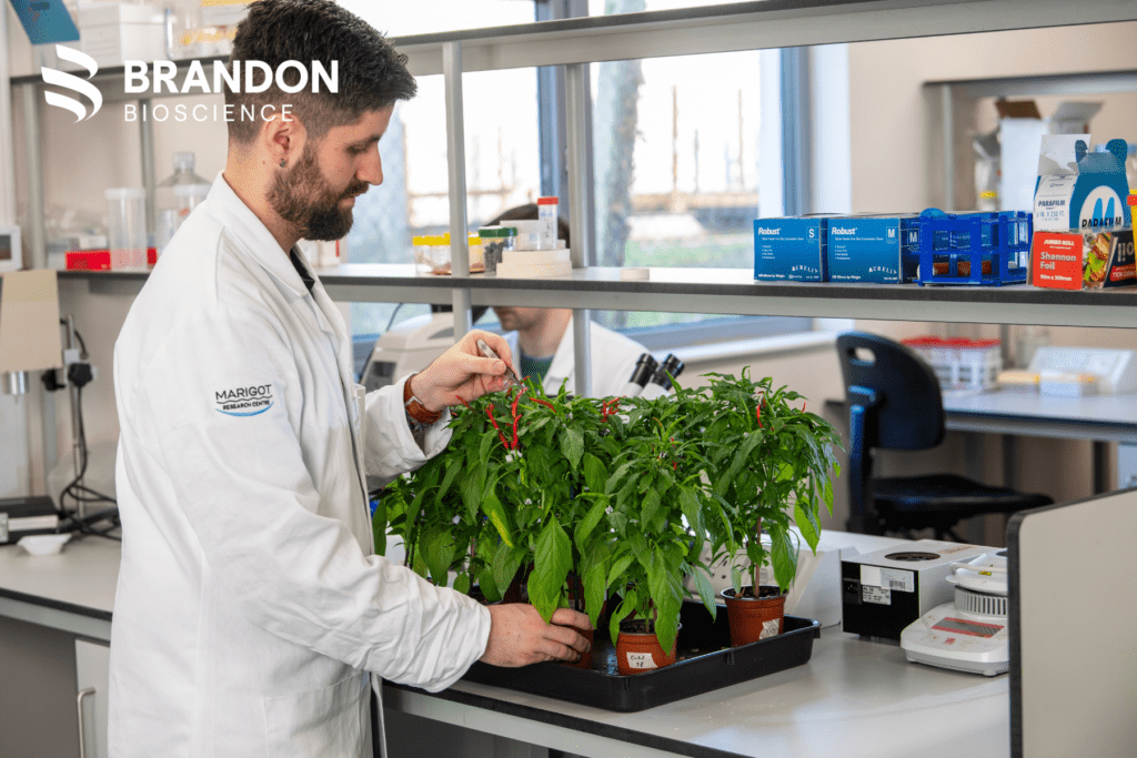 Application of Biotechnology in Agriculture